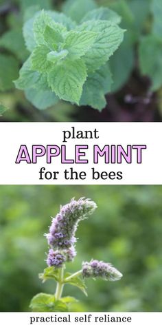 an apple plant with the words, plant apple mint for the bees practical self reliance