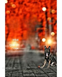 a dog is sitting on the ground in front of some lights and an orange background