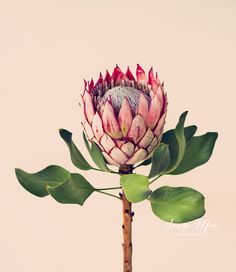 Originele kunst foto. Koning Protea. Bloem art. Bloem fotografie, home decor, office decor. King Protea, Protea Flower, Australian Flowers, Flower Garden Design, Illustration Botanique, Trendy Flowers, Garden Photography, Botanical Drawings, Etsy Art