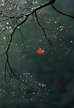 a leaf is hanging from a tree branch with drops of water on the leaves and branches