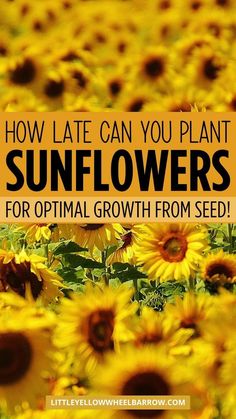 sunflowers with the words how late can you plant sunflowers for optimal growth from seed?