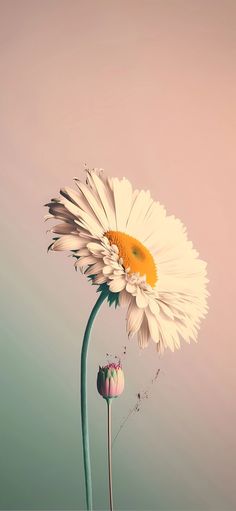 two white flowers with yellow center and green stems in front of a pink sky background