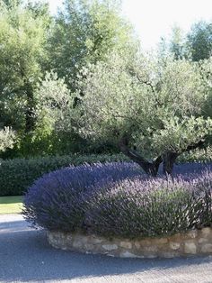 an olive tree in the middle of a garden with purple flowers and rocks around it