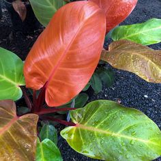 some red and green leaves on the ground