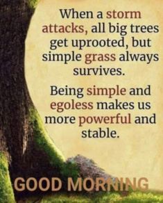 a tree with the words good morning written on it and an image of a forest