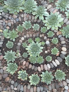 several succulents are arranged in a circle on the ground