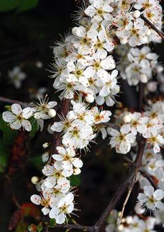 white flowers are blooming on a tree branch