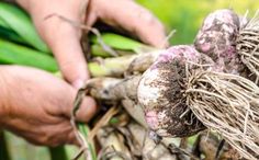 someone is holding up some root vegetables in their hands and they are ready to be picked