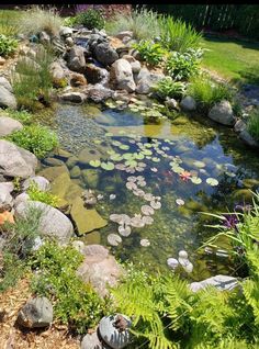 a pond filled with lots of water lilies