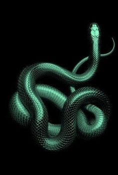 a green snake on a black background