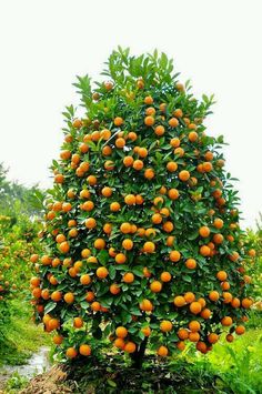 an orange tree with lots of fruit growing on it