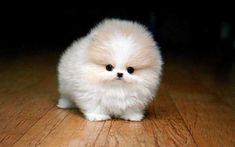 a small white dog sitting on top of a wooden floor