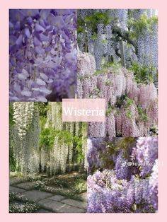 several different types of wisteria hanging from trees