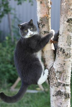 a black and white cat climbing up the side of a birch tree in a yard