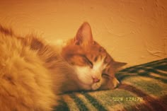 an orange and white cat laying on top of a blanket next to a wall with its eyes closed