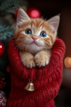 a small orange kitten wearing a red sweater with bells on it's chest, sitting in front of a christmas tree