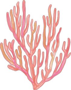 an orange and pink coral on a white background