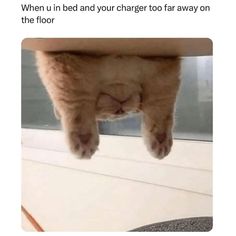 Pawsitive Vibes, Cute Cat Memes, Science Humor, Funny Animal Pictures, On The Floor, Animal Memes, Cat Photo, Popular Memes, Animal Shelter