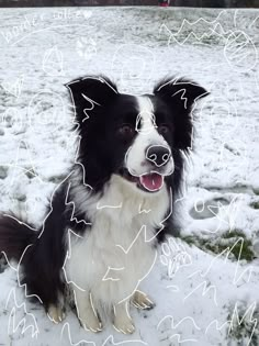 a black and white dog sitting on top of snow covered ground next to a field