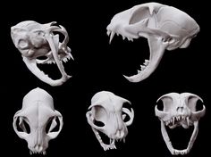 four different views of an animal's skull