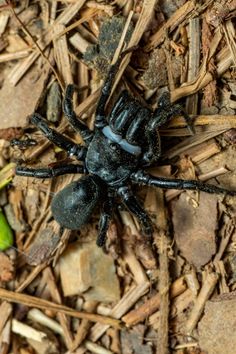 a large black spider sitting on top of dry grass