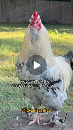 a chicken standing on top of a cement slab