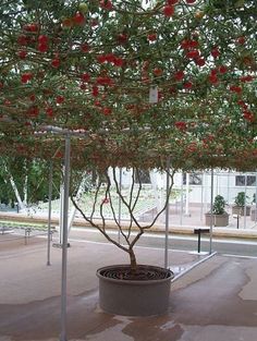 a potted tree with lots of red berries on it