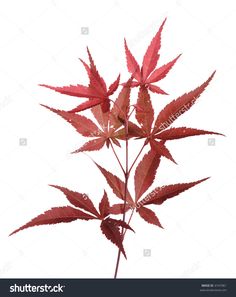 Japanese Maple Leaves Tattoo, Maple Leaves Tattoo, Shampoo Routine, Women Wavy Hair, Acer Trees, Japanese Maple Bonsai, Black Hair Products, Black Hair Beauty