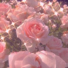 some pink roses are blooming in the sun with sparkles on their leaves and stems