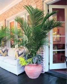 a large potted plant sitting on top of a wooden floor next to a white couch