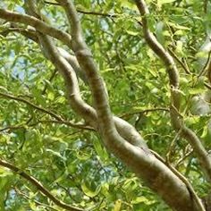 a bird is sitting in the branches of a tree