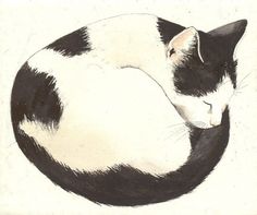 a black and white cat curled up sleeping