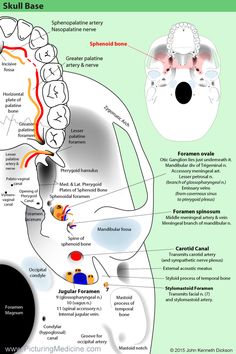 Home Dental Hygiene Student, Dental Posters, Dental Hygiene School, Kedokteran Gigi, Dental Facts, Medical Student Study