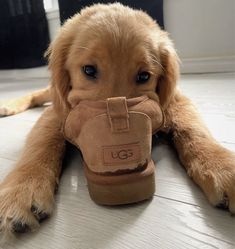 a puppy chewing on a shoe with his paw