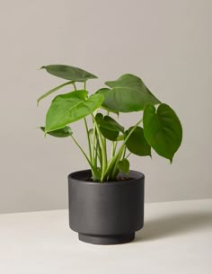 a potted plant sitting on top of a table