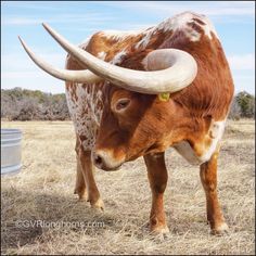 a longhorn steer with large horns standing in a dry grass field next to a bucket