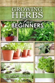 growing herbs in the beginner's book cover with pictures of potted plants