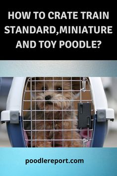 a dog in a cage with the words how to crate train standard miniature dogs and toy poodles