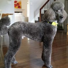 a grey poodle standing on top of a wooden floor next to a stair case