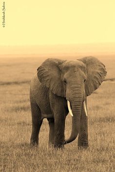 an elephant standing in the middle of a field