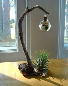 an air plant sitting on top of a wooden table next to a glass ornament