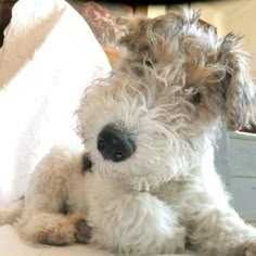 a shaggy dog sitting on top of a bed