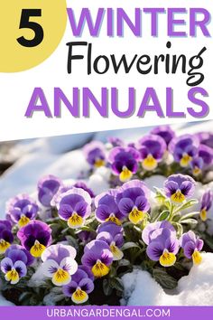 purple and yellow flowers in the snow with text overlay that reads 5 winter flowering annuals