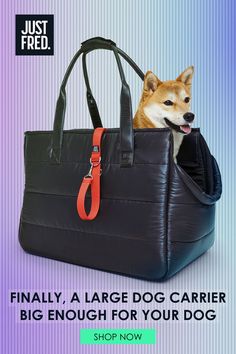 Finally, a large dog carrier big enough for your dog.  Image is a black puffer fabric dog carrier with a shiba inu in it which is a 20-25 pound dog.  There's plenty of room in the bag for him.  Shop now at Just Fred dot com Large Dog Carrier, Luxury Dog Carrier, Airline Approved Pet Carrier, Small Dog Carrier, Dog Waste Bag Dispenser, Dog Purse, Dog Tote, Bag Dispenser