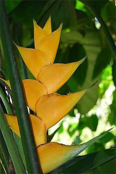 yellow flowers growing in the middle of green leaves