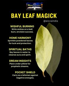 Bay Leaf Protection Spell, Spells With Bay Leaves, Burning Bay Leaves Benefits, Bay Leaves Manifestation, Bay Leaves Witchcraft, Bay Leaves Benefits, Bay Leaf Ritual, Bay Leaf Magic, Bay Leaves Uses