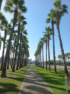 palm trees line the walkway in this park