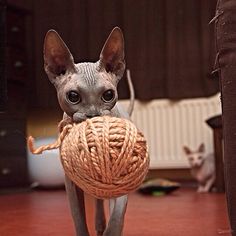 a sphyx cat is holding a ball of yarn