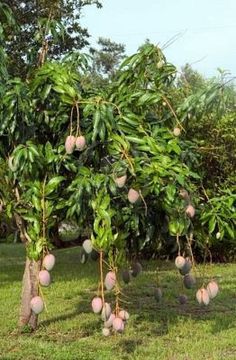 the fruit is growing on the tree and ready to be picked from the trees in the yard