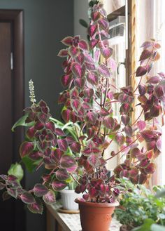 two potted plants sitting on top of a wooden table next to a window sill